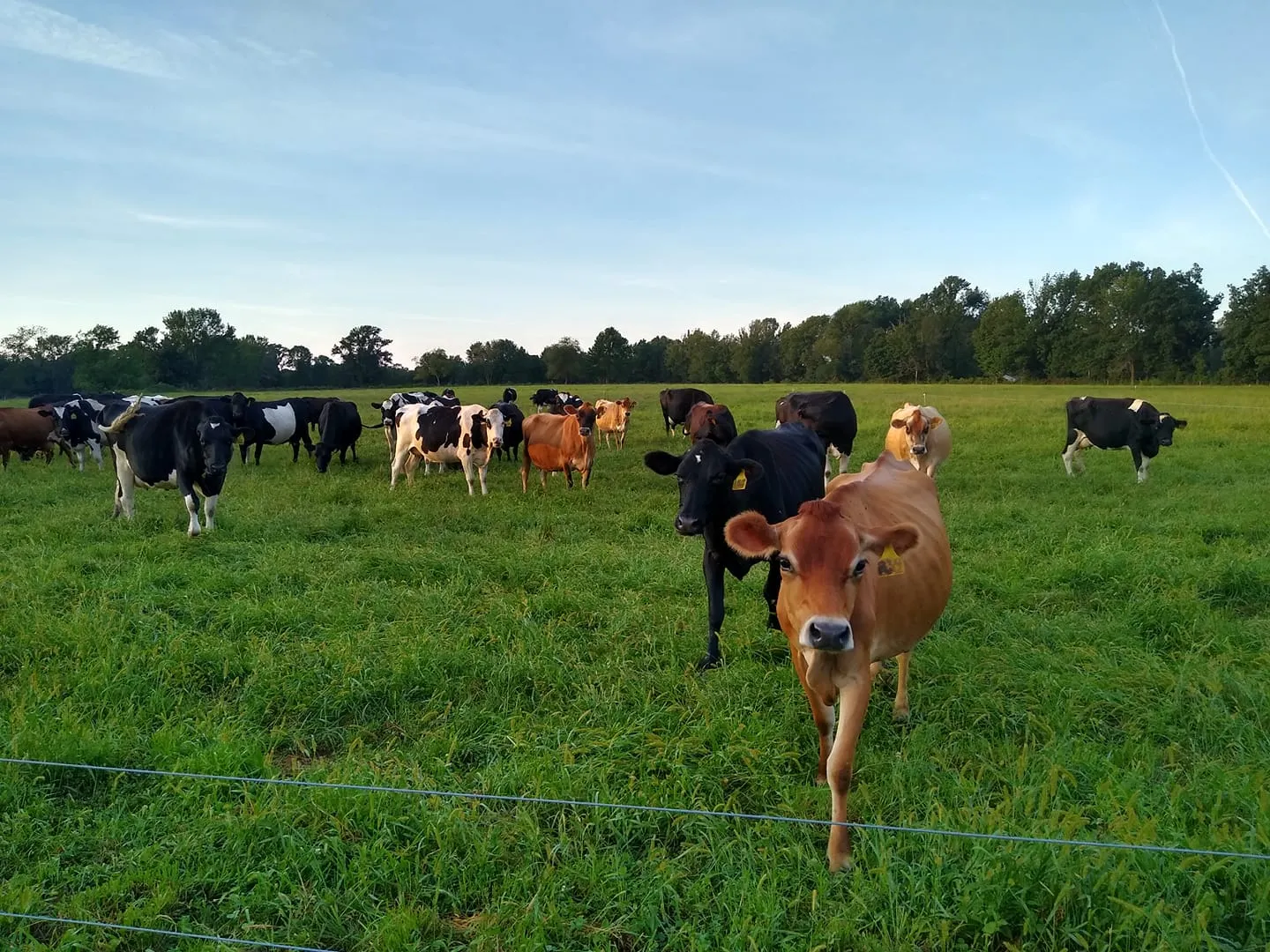 Brush Hill Dairy, LLC