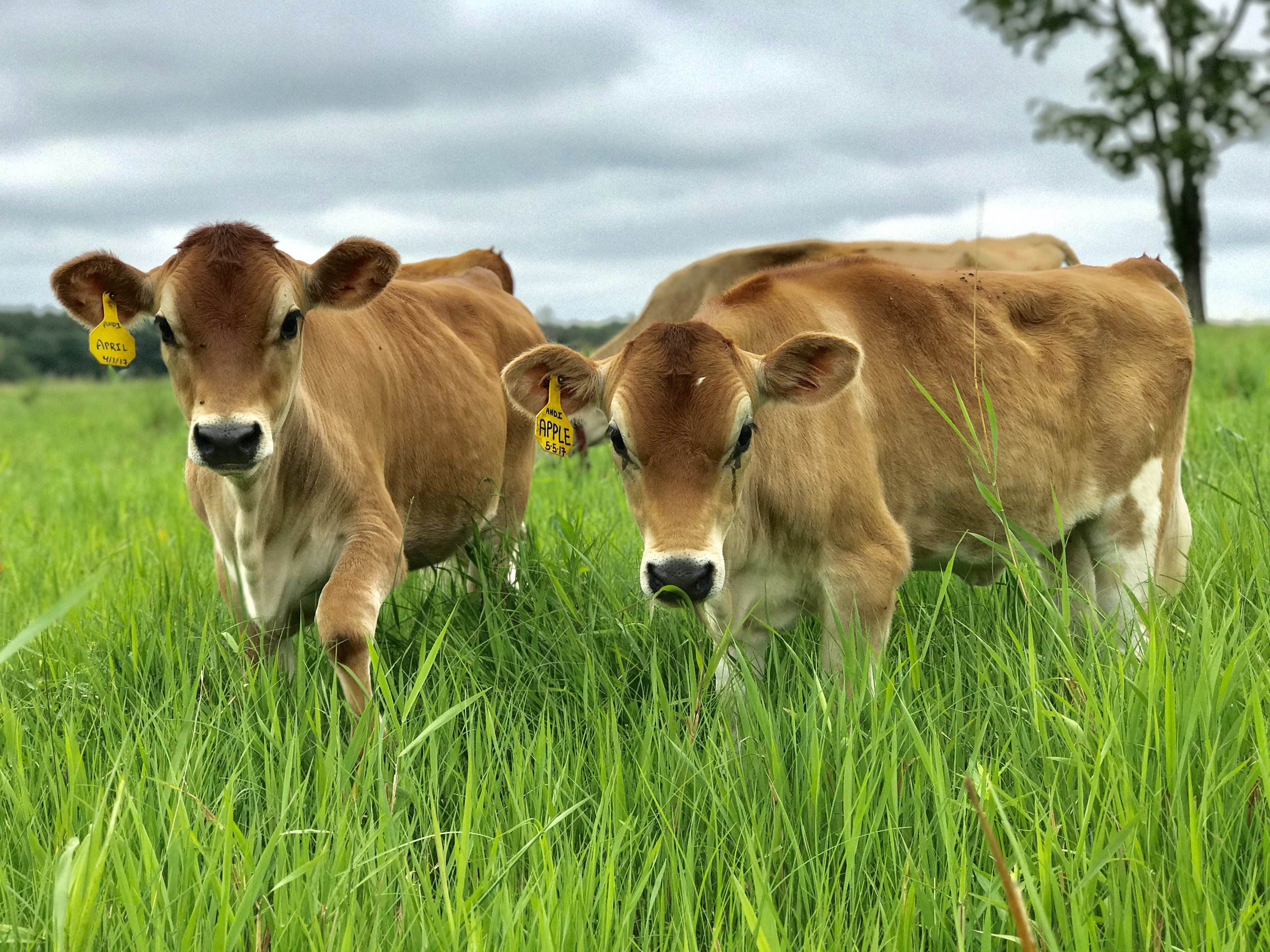 Calf & Clover Creamery