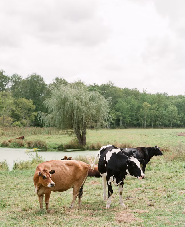 Castle Hill Farm