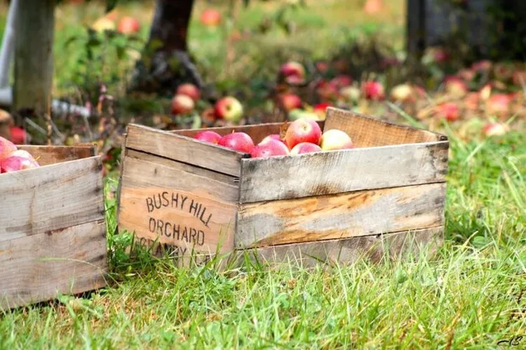 Clark Farms at Bushy Hill Orchard