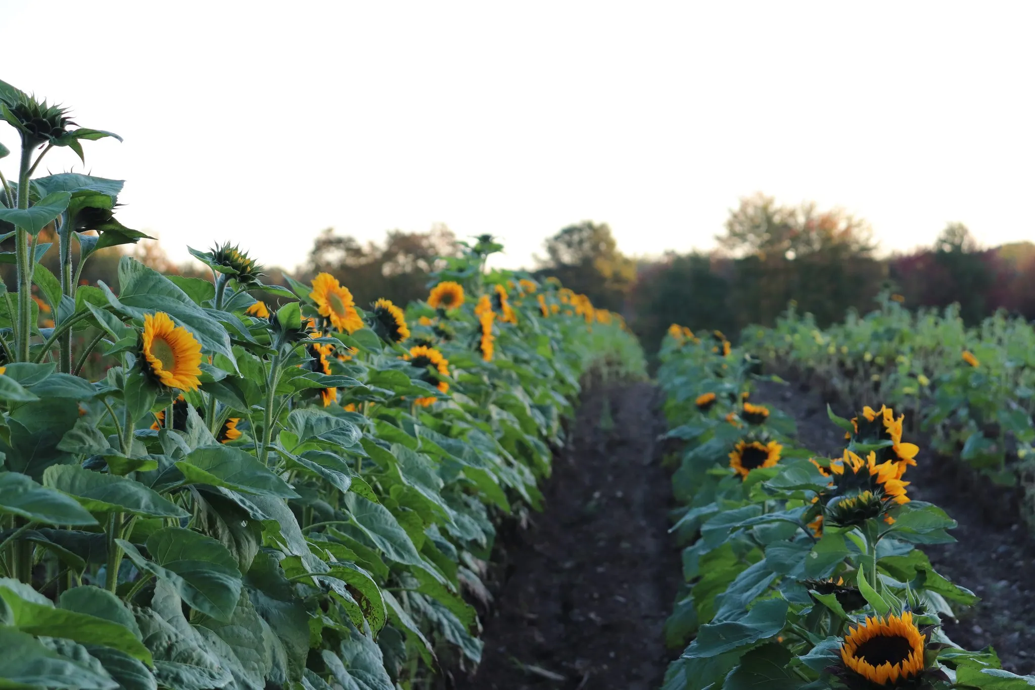 Dame Farm and Orchards