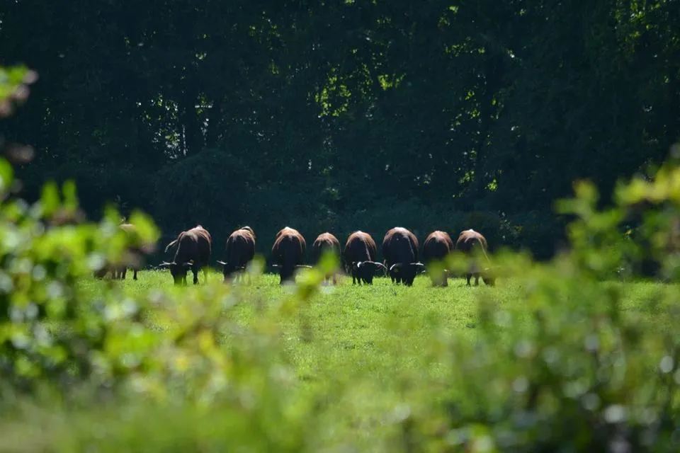 Devon Point Farm
