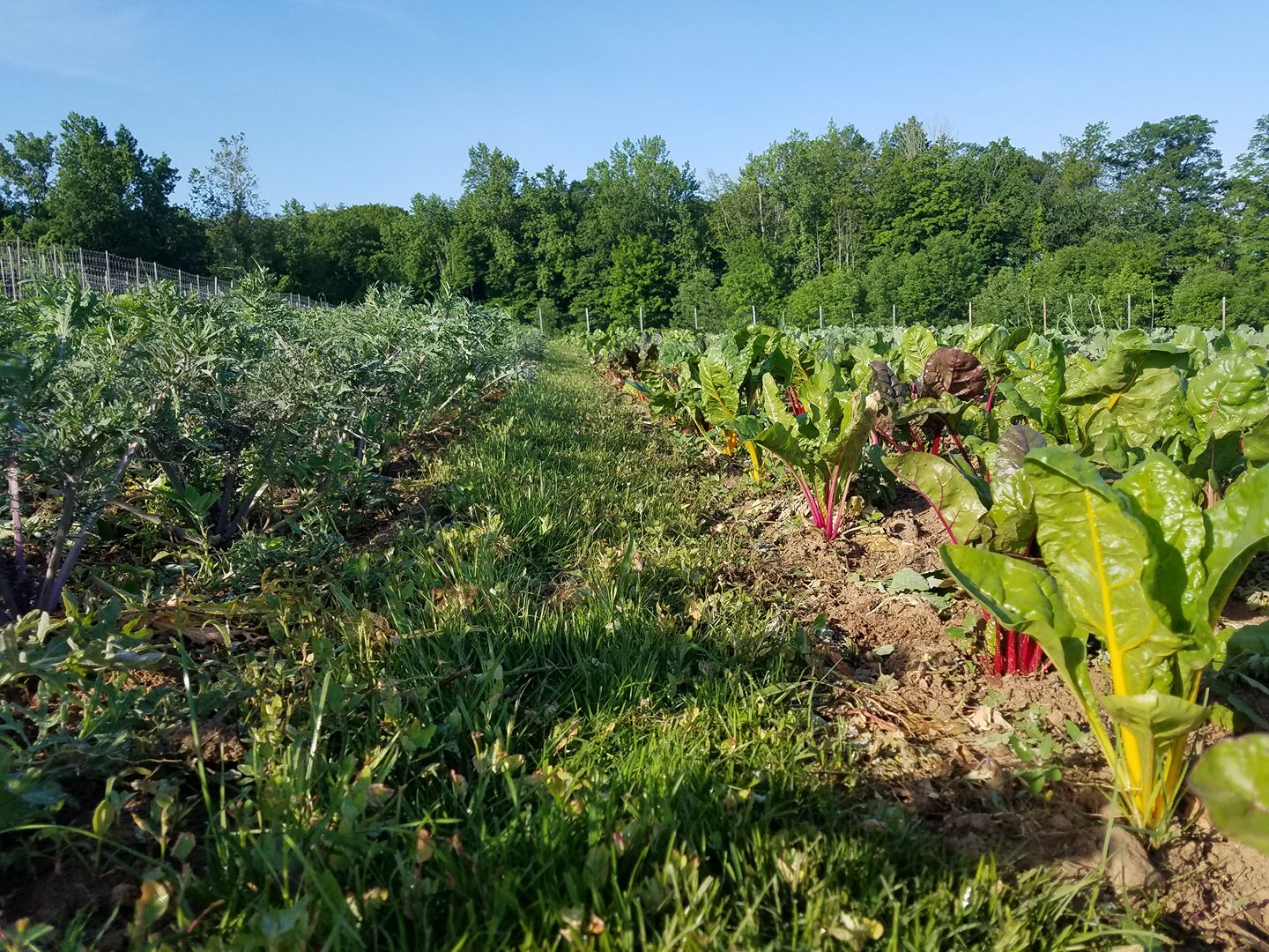Forest City Farms