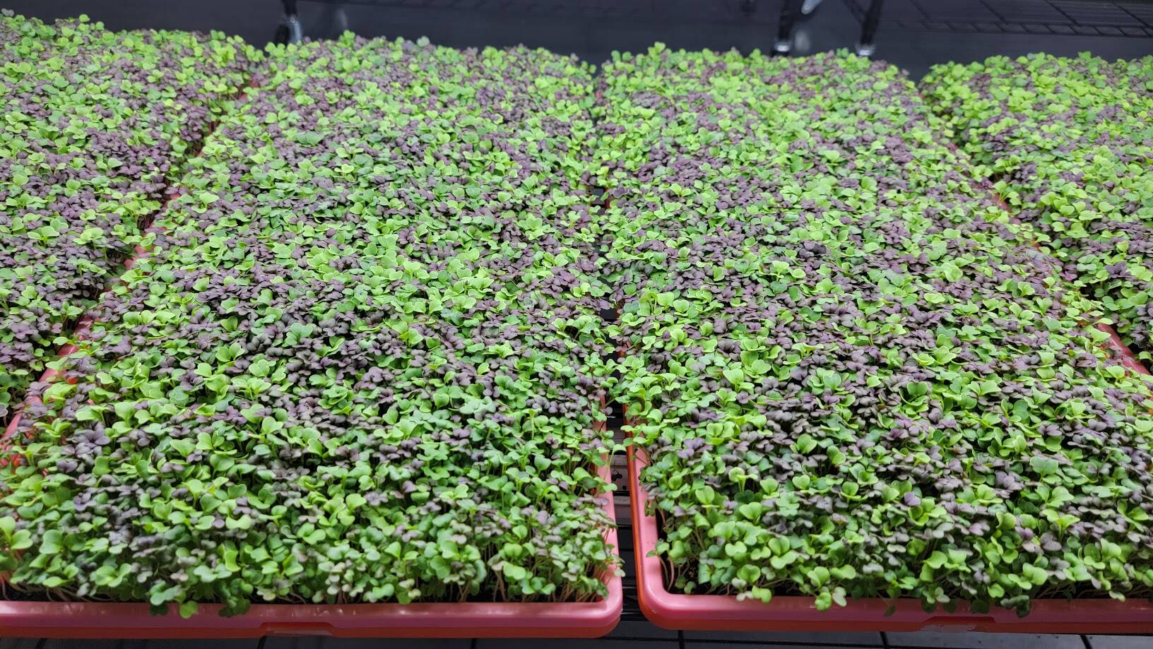 Green Gorilla Farm