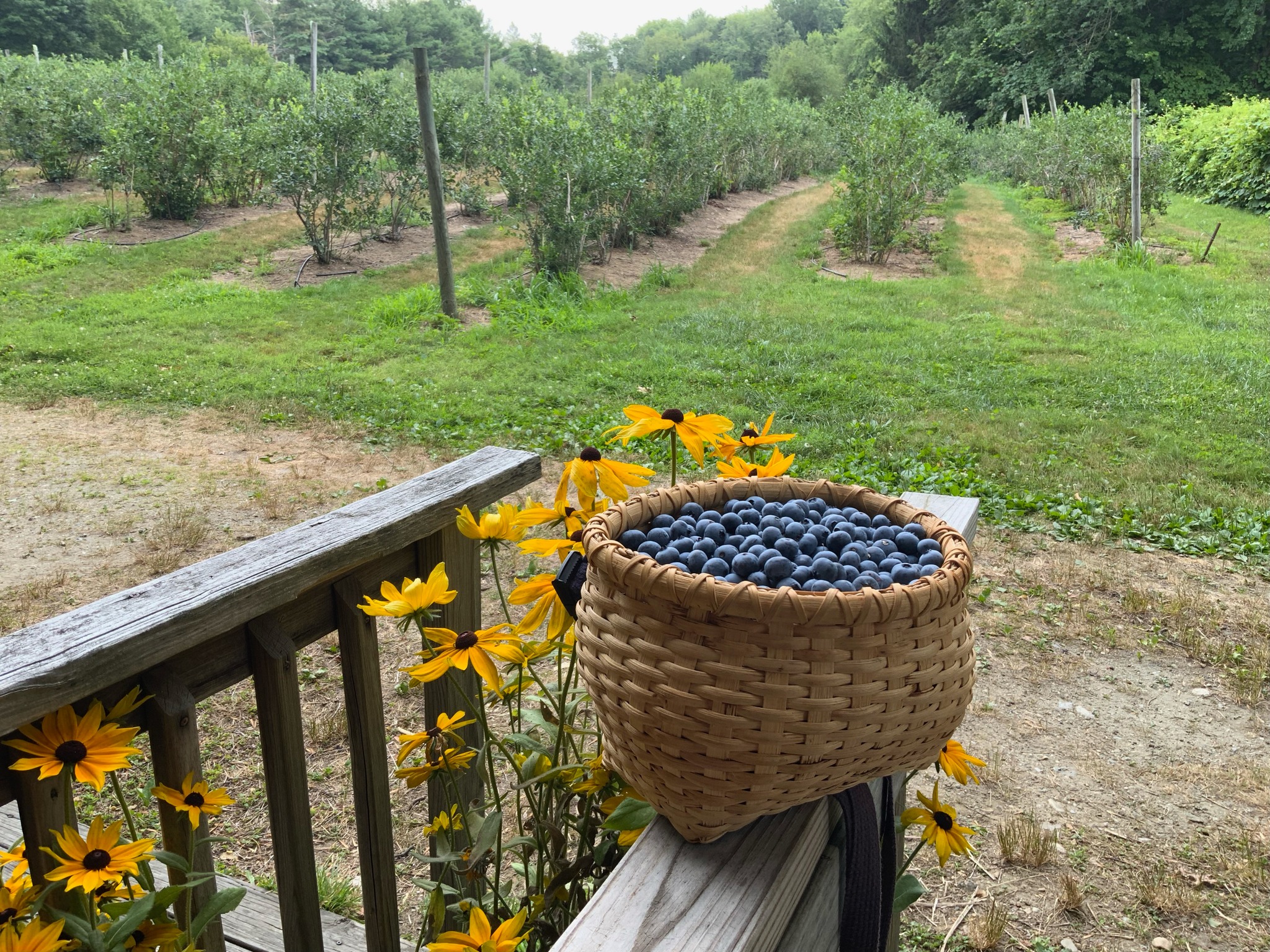 Harmony Farms