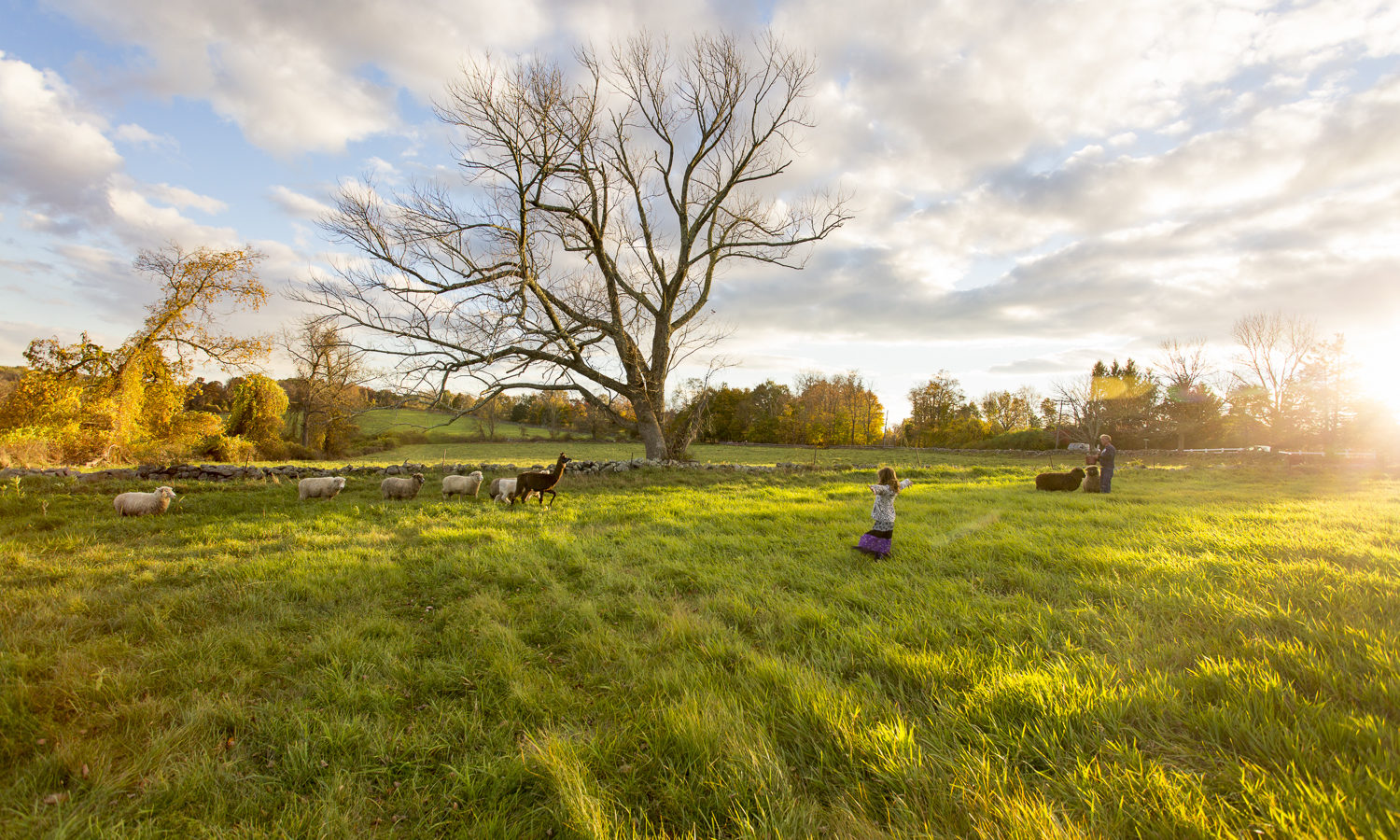 Henny Penny Farm