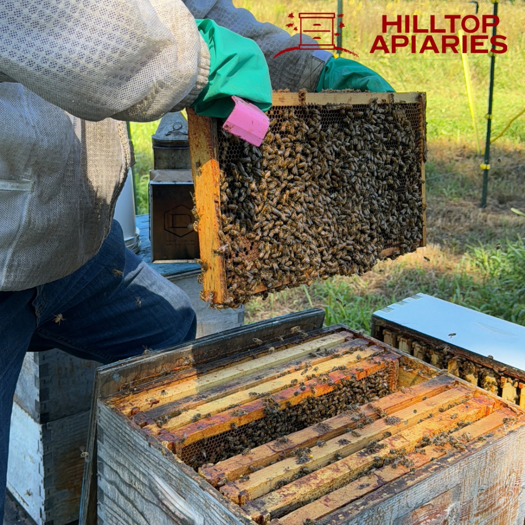 Hilltop Apiaries