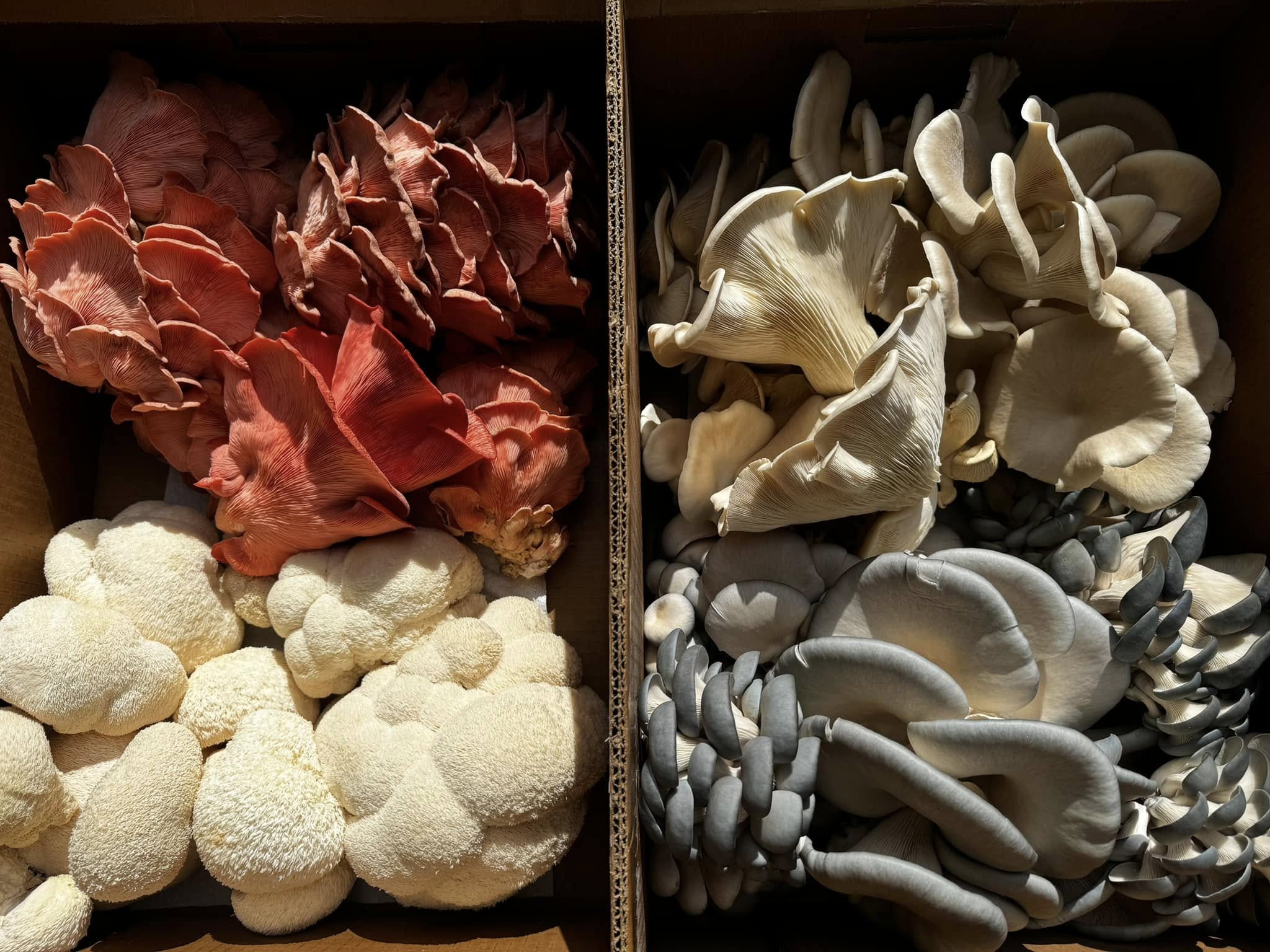 Oracle Mushroom Co.