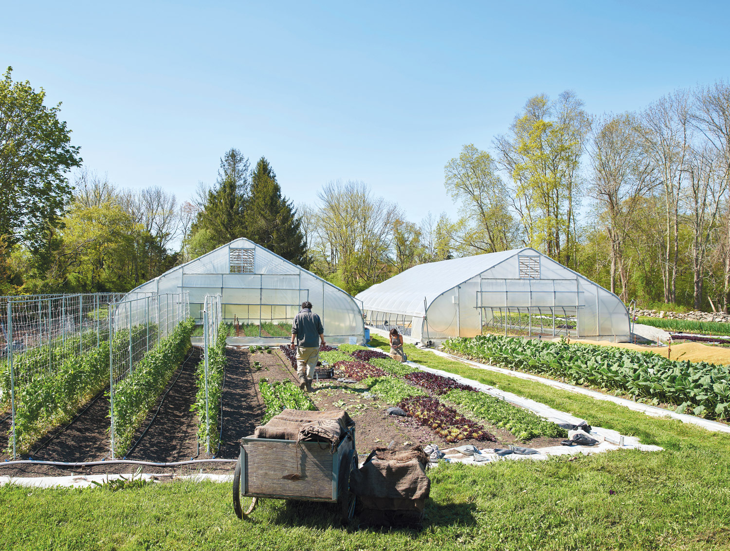 Roots Farm
