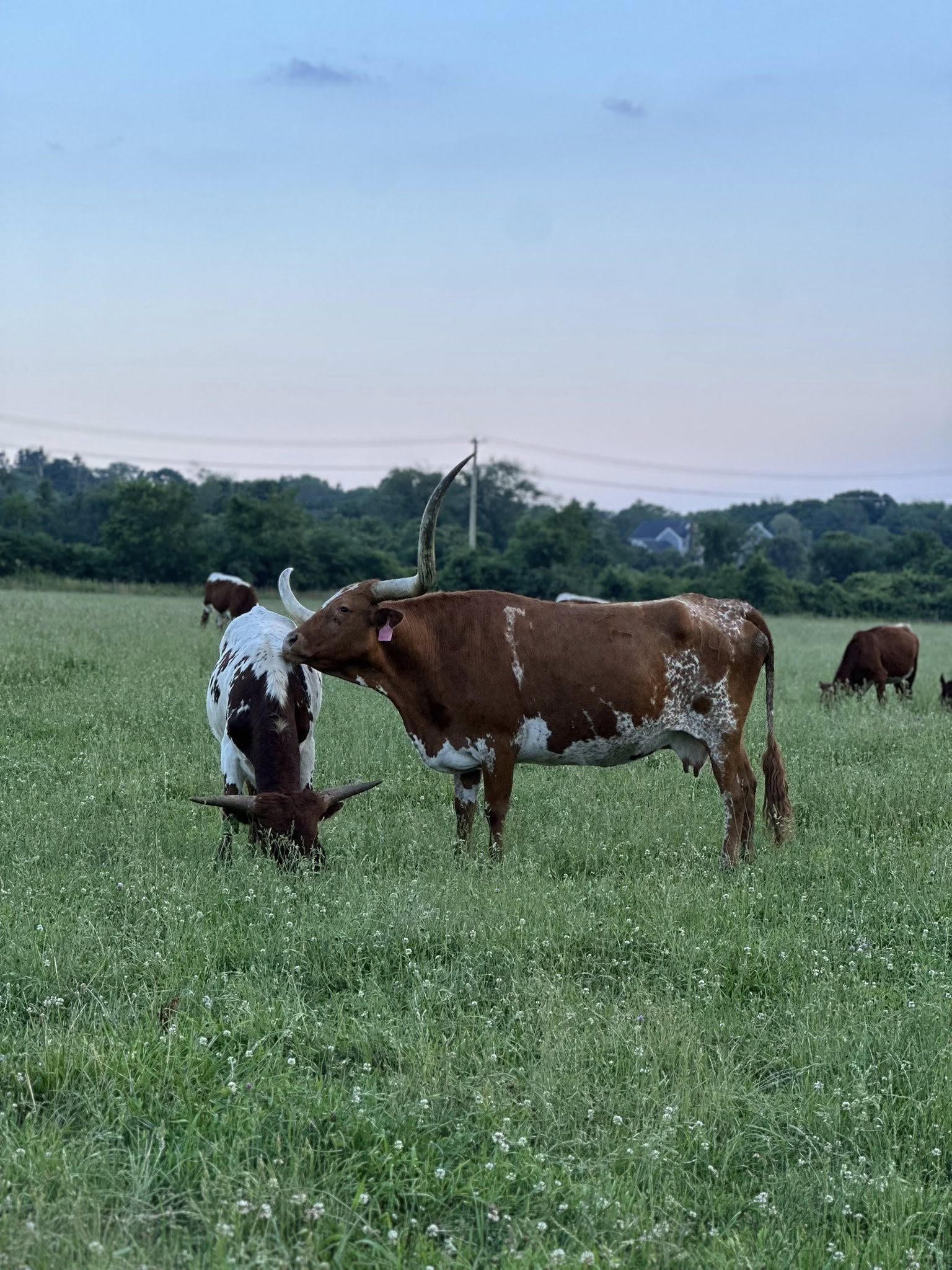 Slate Hill Cattle Company