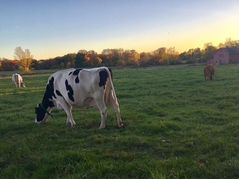 Smyth’s Trinity Farm
