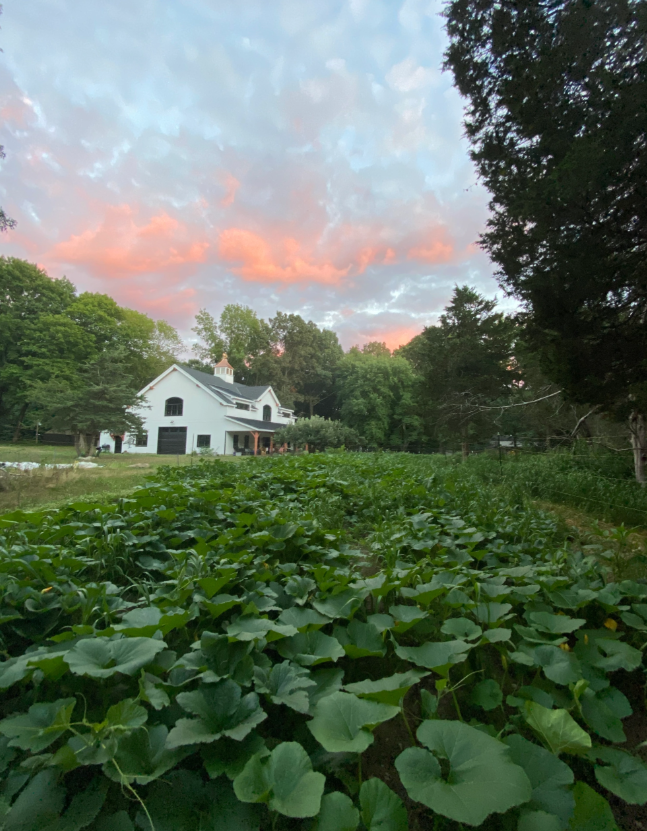 South Haven Farm