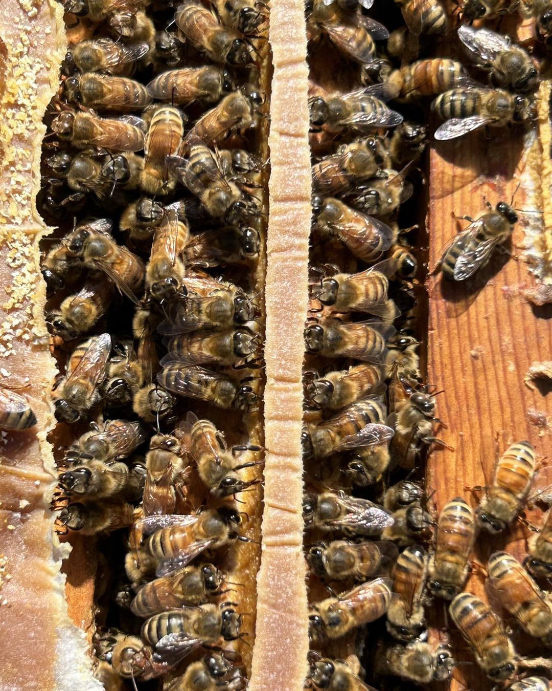 Stonewall Apiary