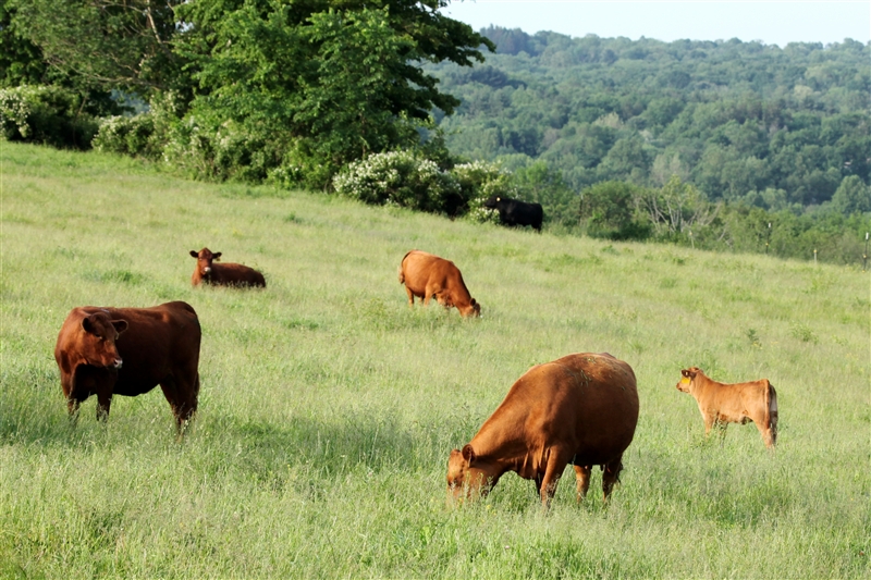Stuart Family Farm
