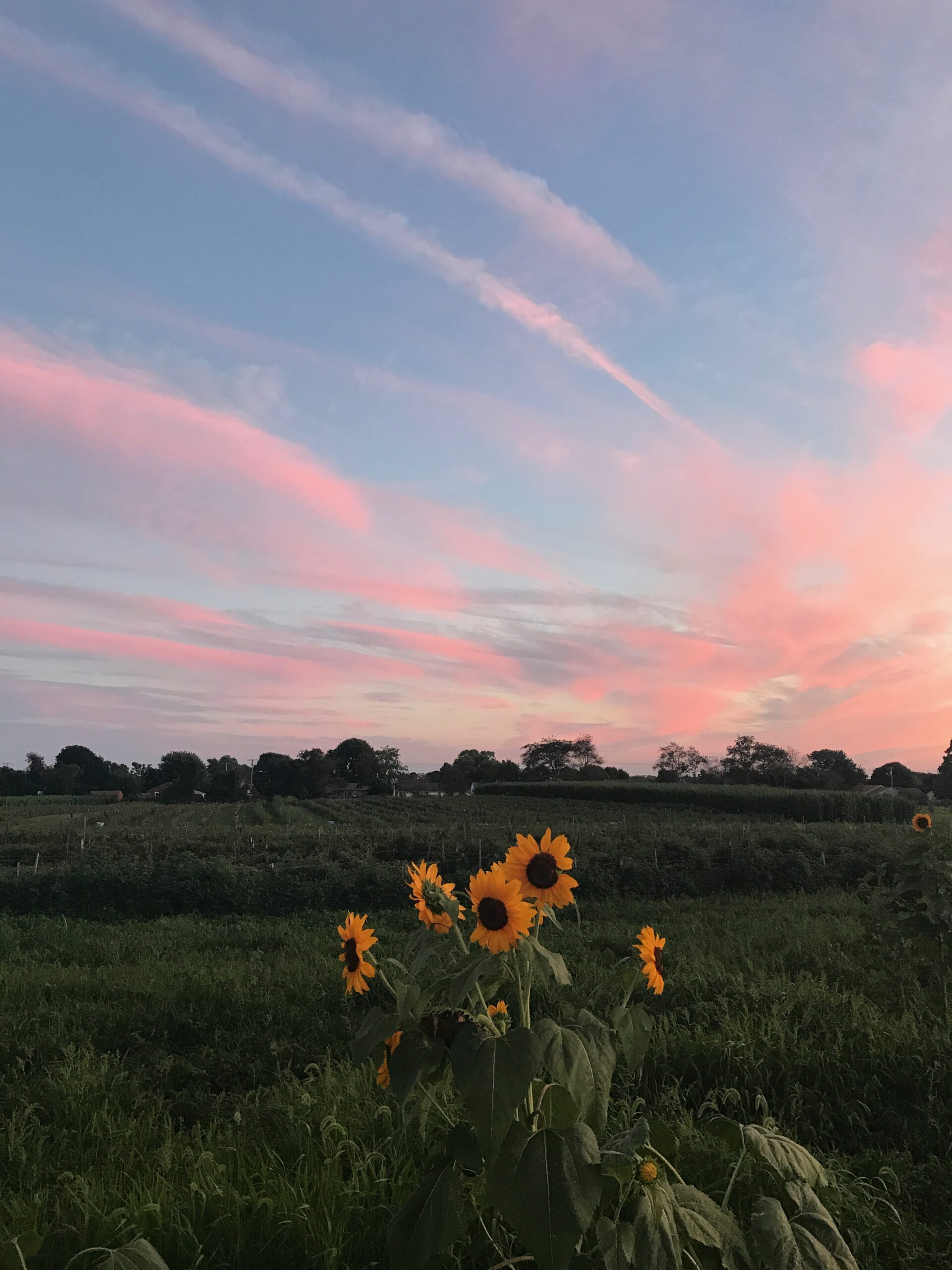 Sunset Farm
