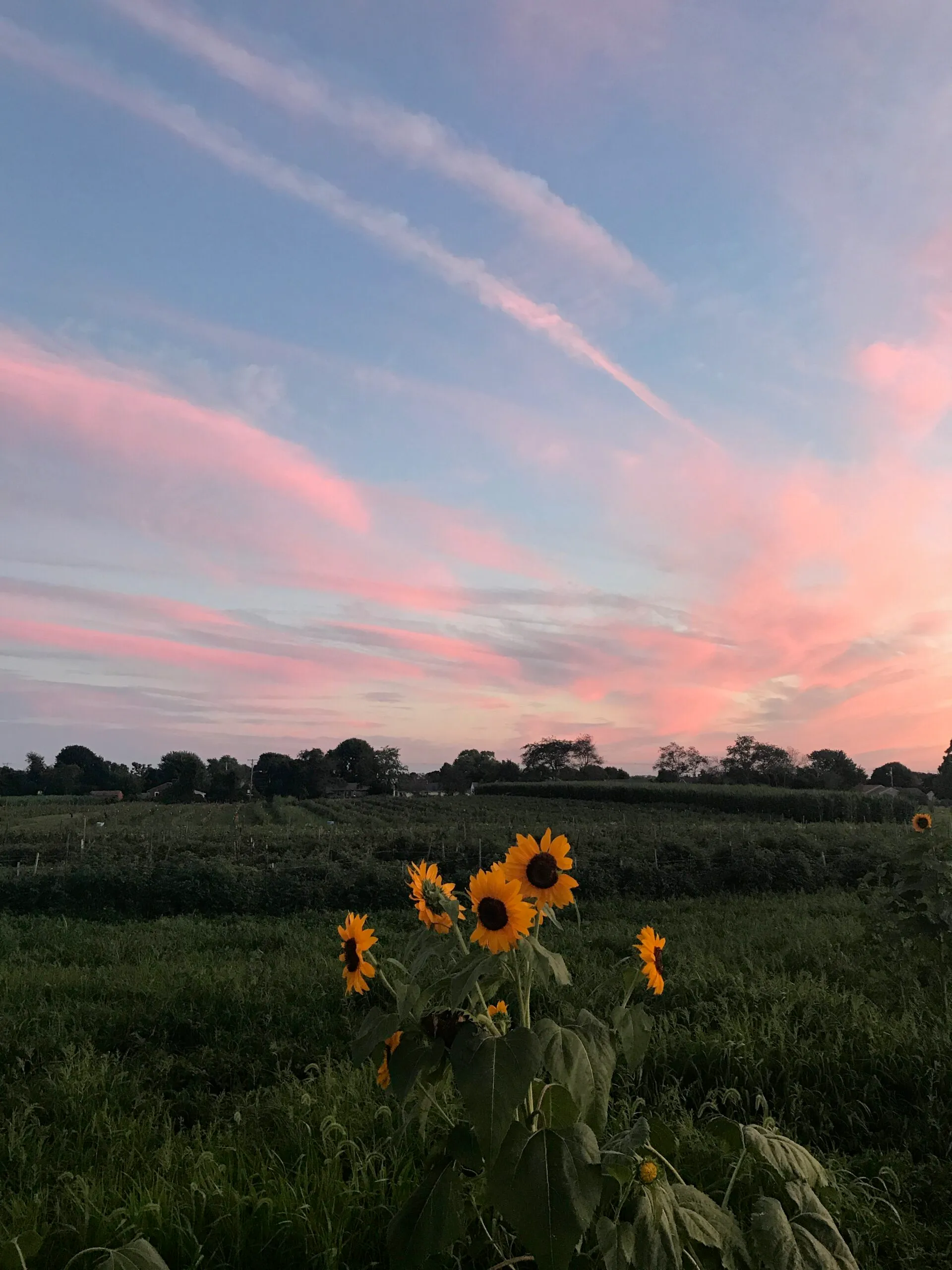 Sunset Farm
