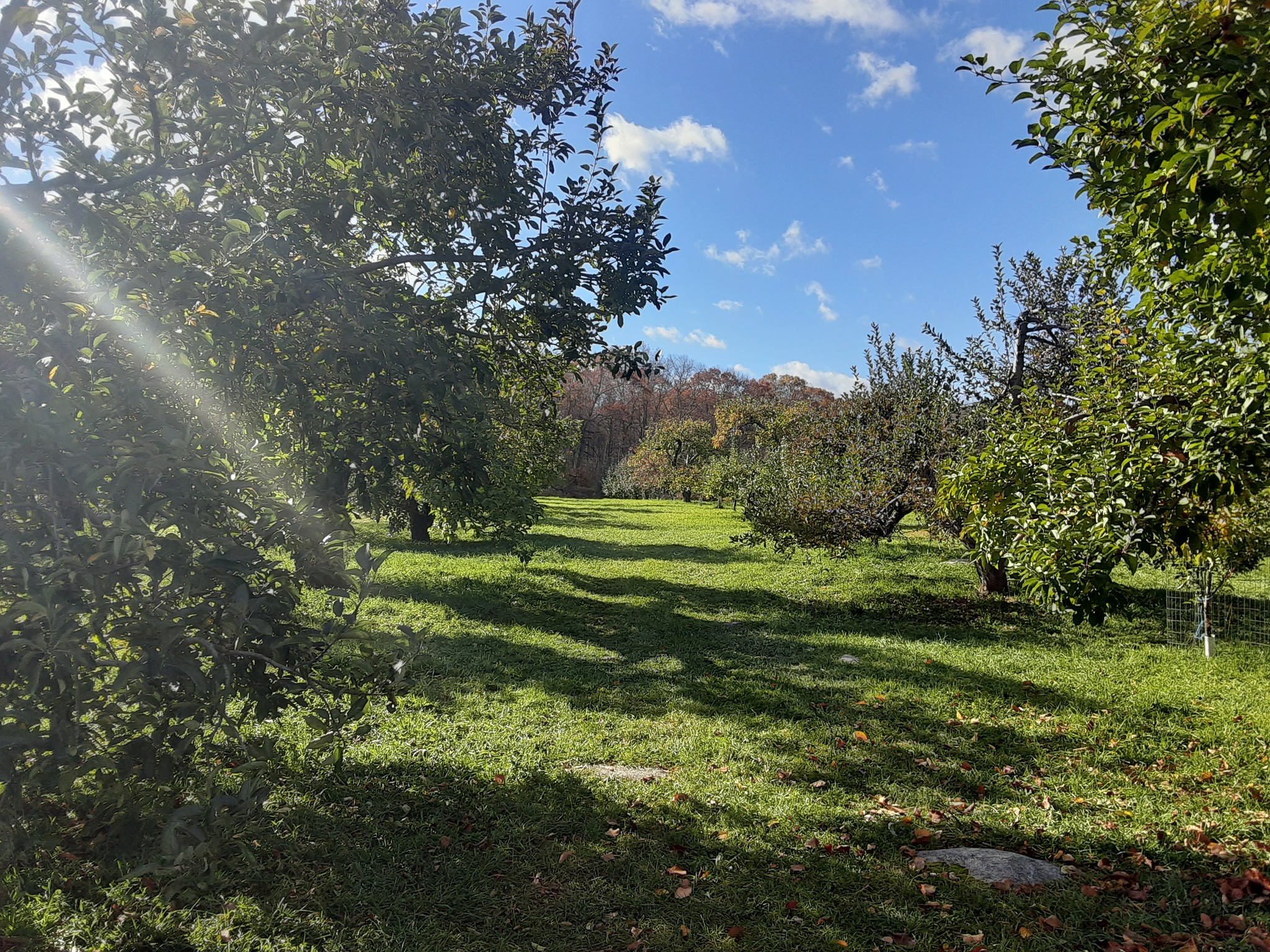 Sunset Orchards