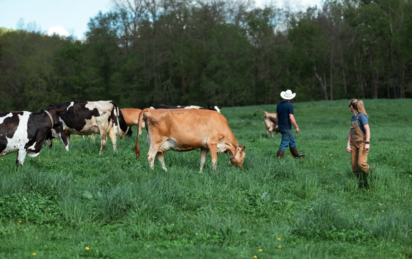 The Cow’s Coop