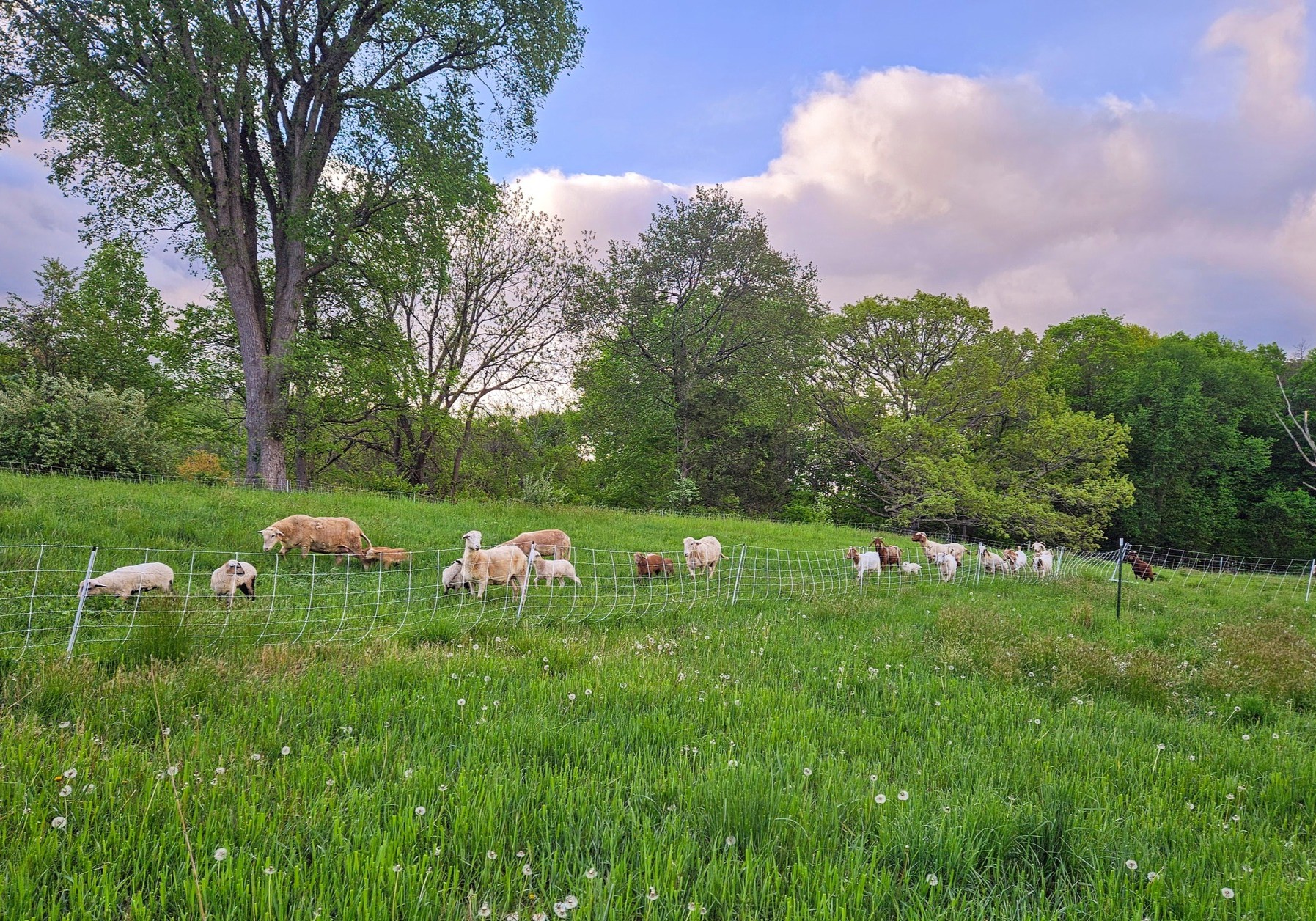 The 4 Five Farm