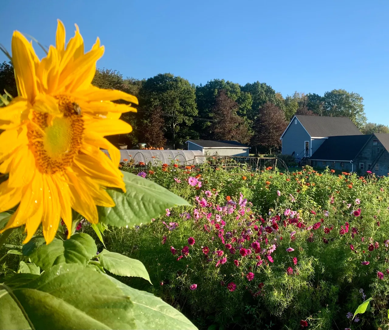 The Farm Truck at Hein Farm