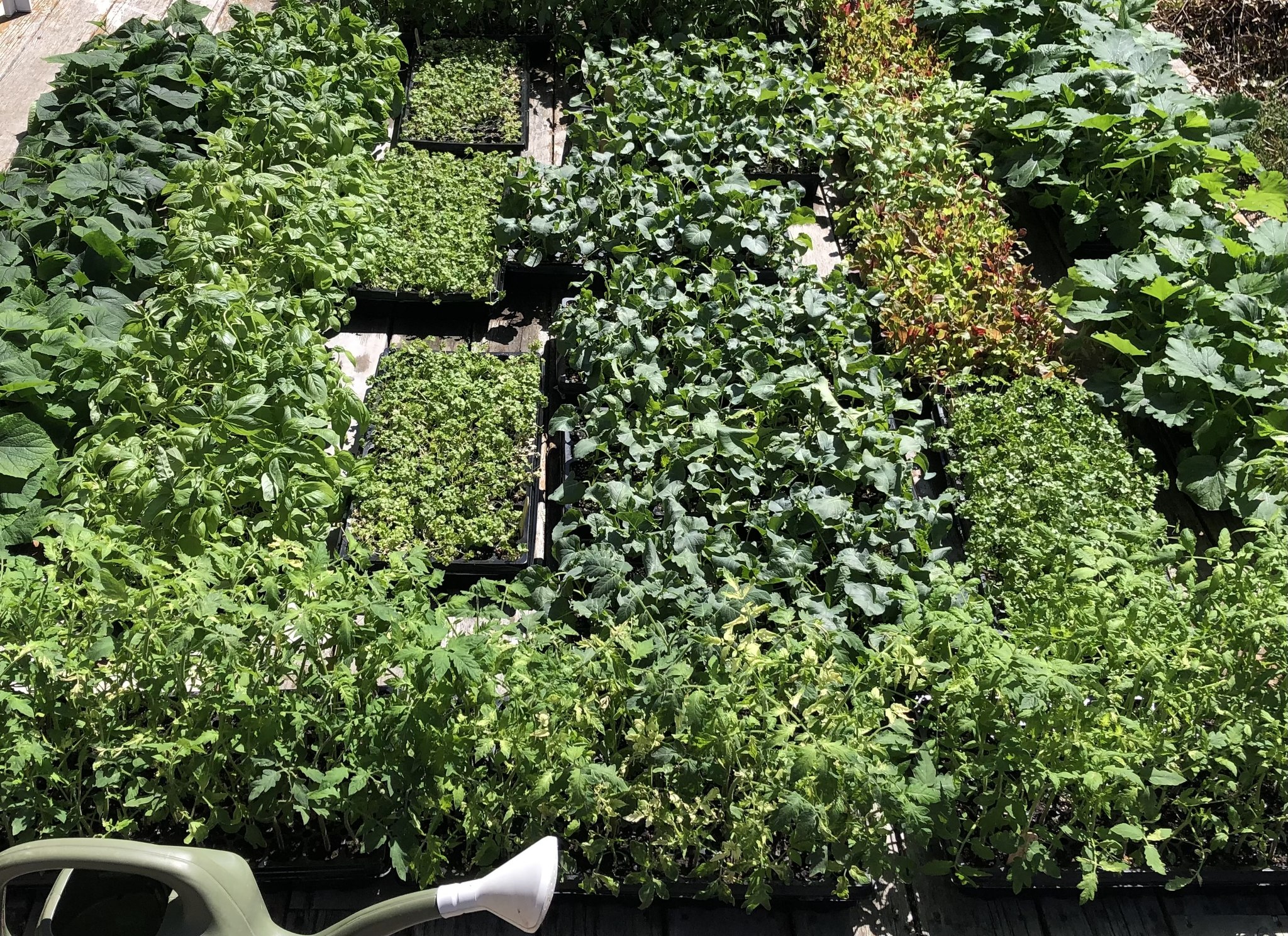 Veronica’s Garden