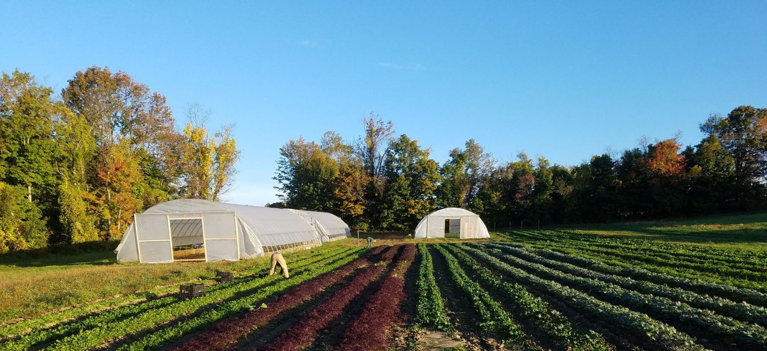Waldingfield Farm