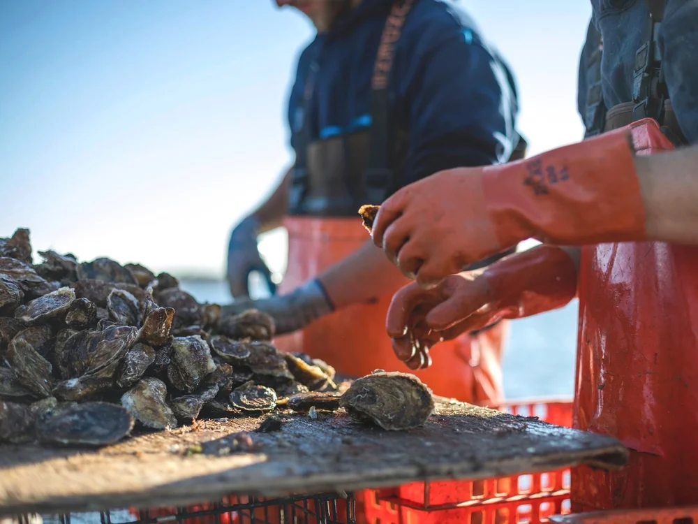 Walrus and Carpenter Oysters