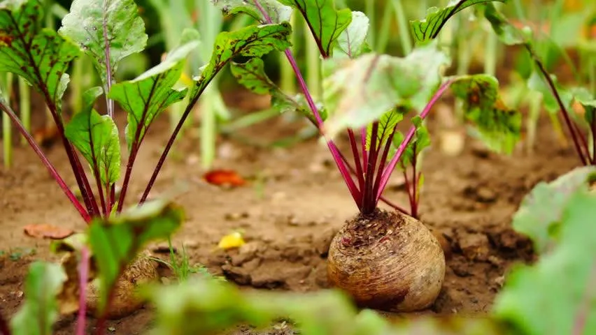 Beets