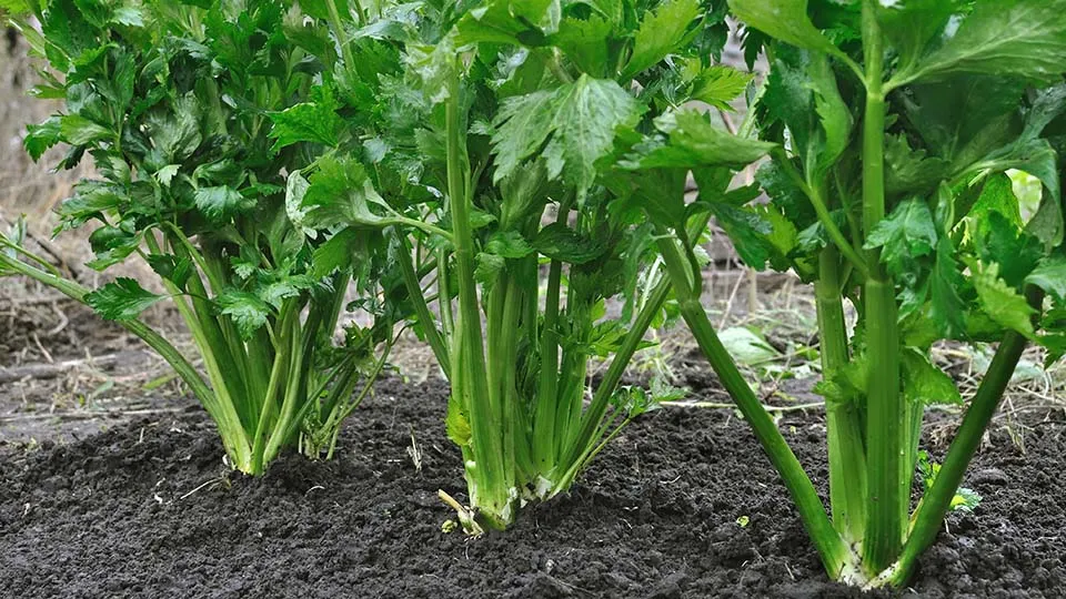 Celery