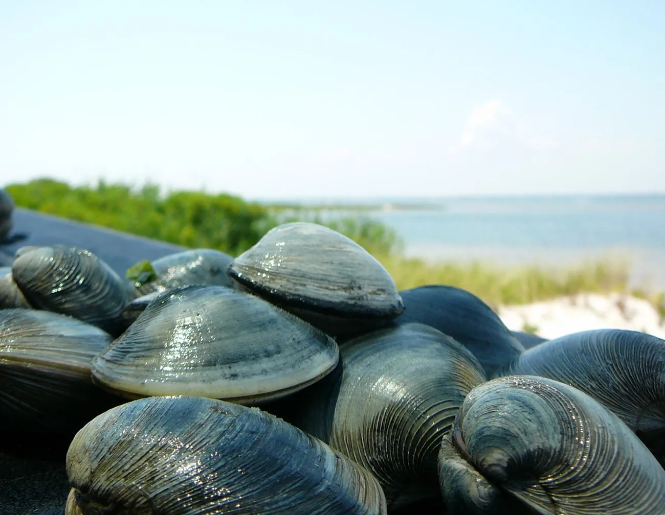 Clams