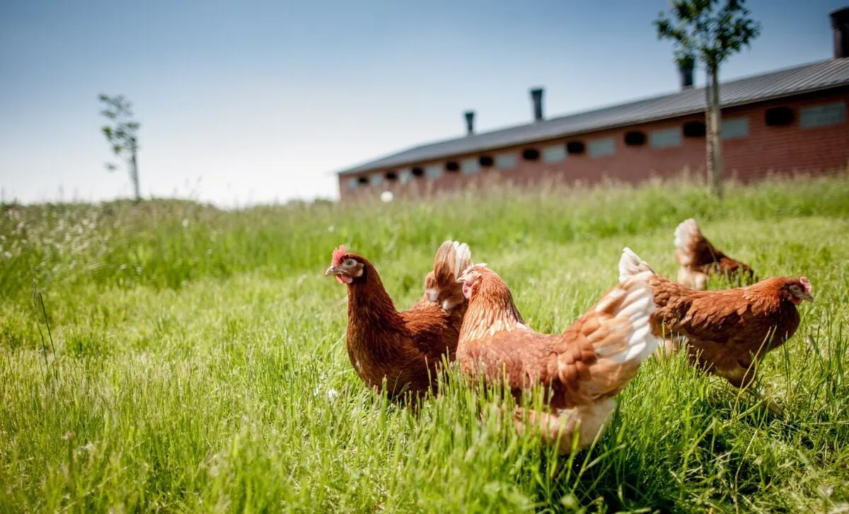 Chicken
