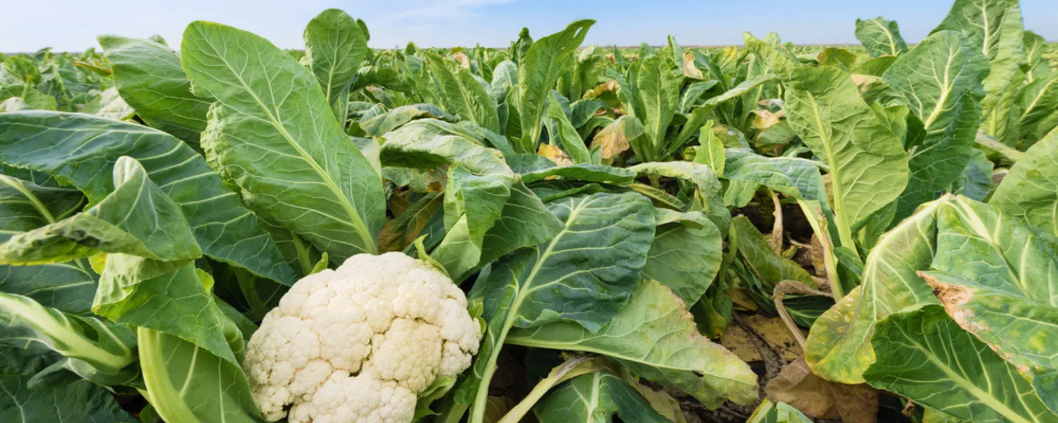 Cauliflower