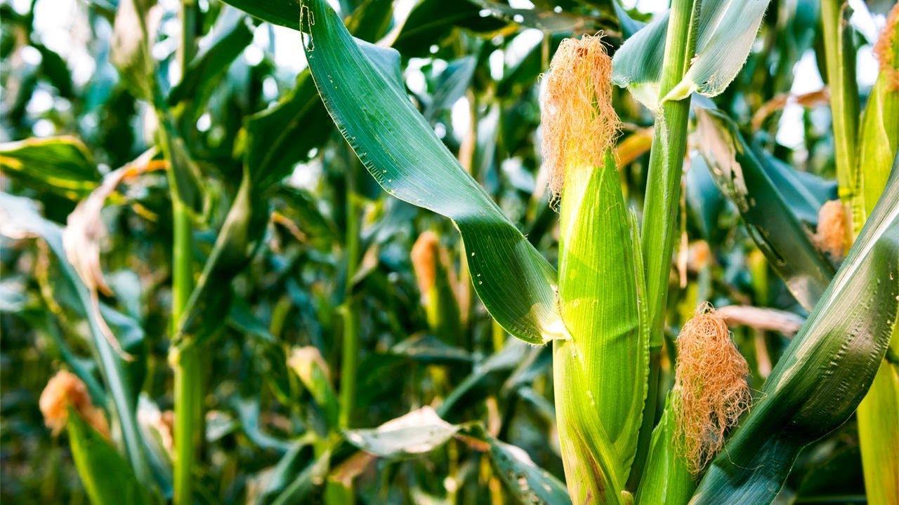 Corn