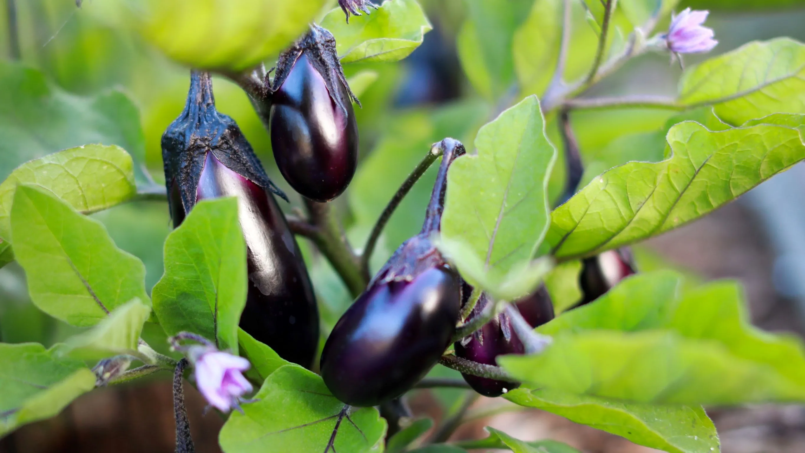 Eggplant