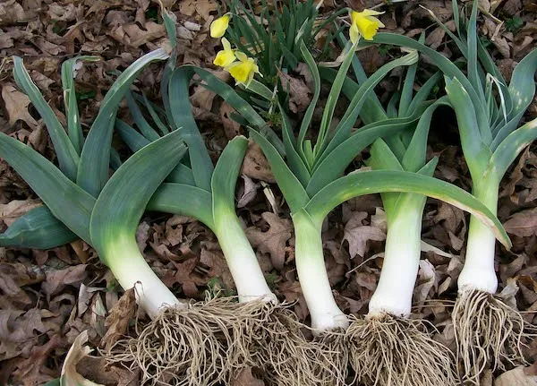 Leeks