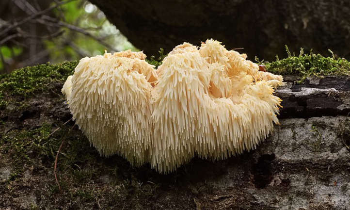 Lion's Mane Mushrooms