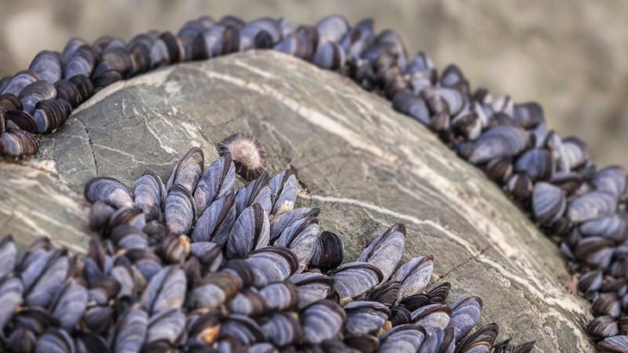 Mussels