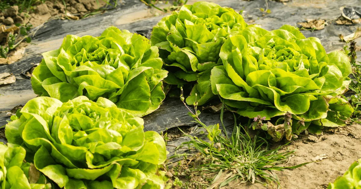 Lettuce