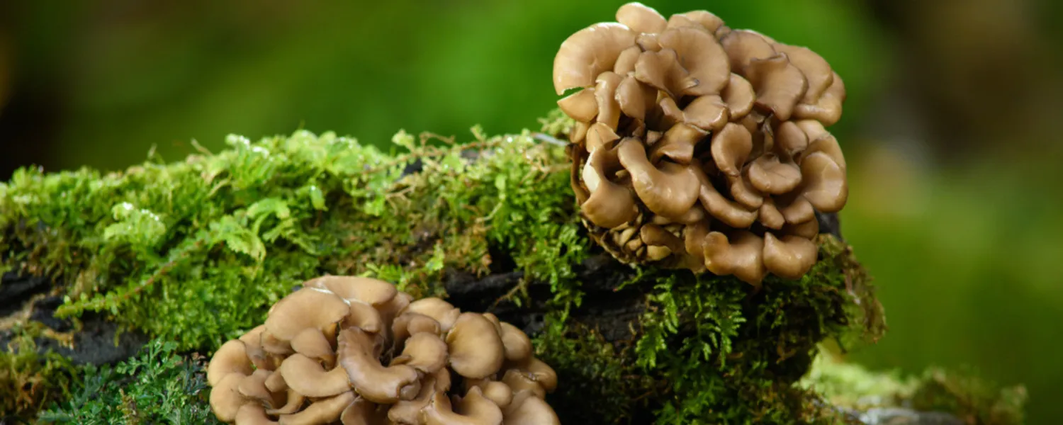 Maitake Mushrooms