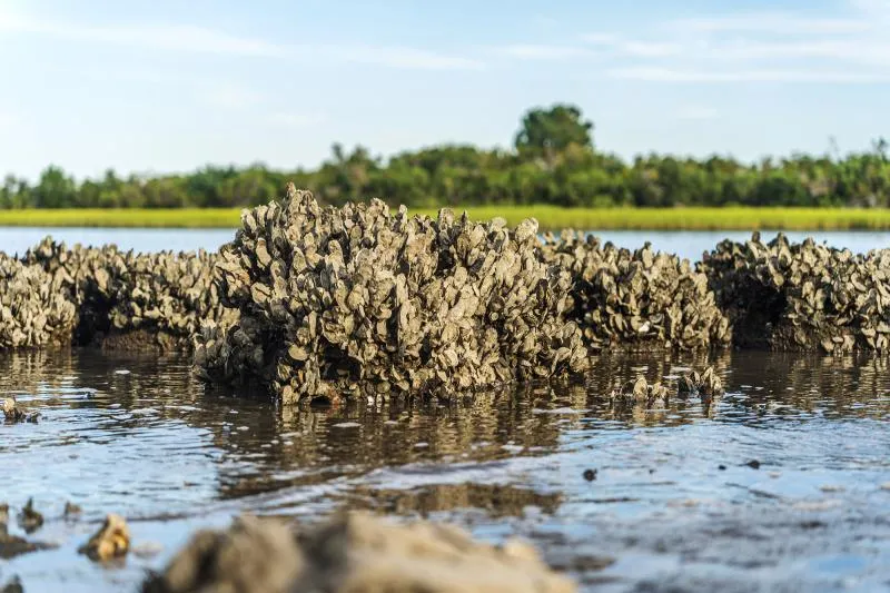 Oysters