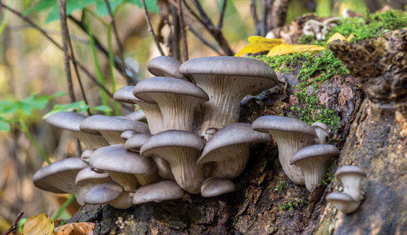 Oyster Mushrooms