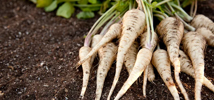 Parsnips