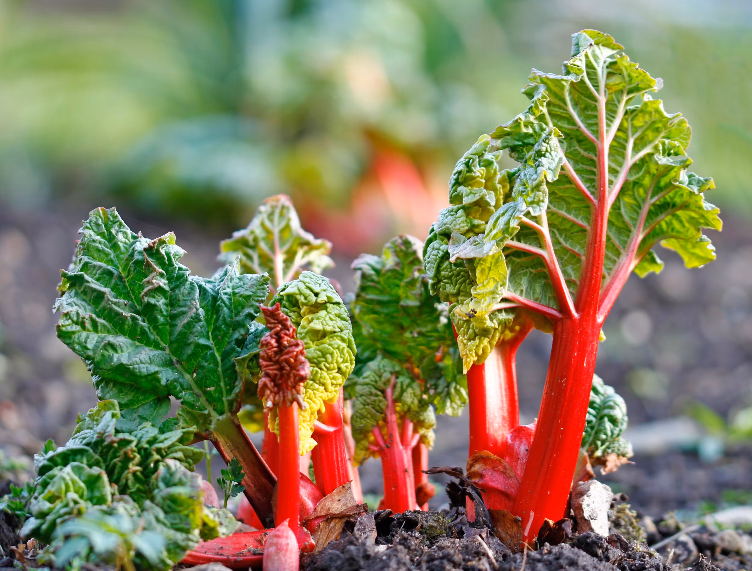 Rhubarb