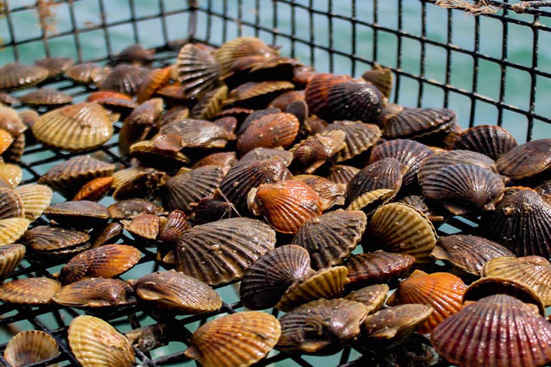 Scallops