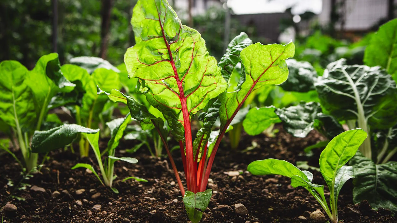 Swiss Chard