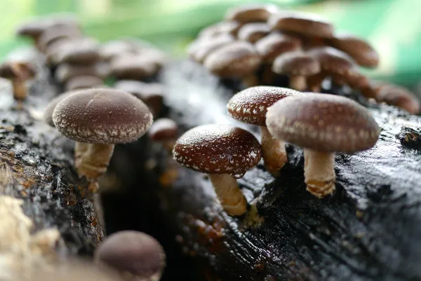 Shiitake Mushrooms