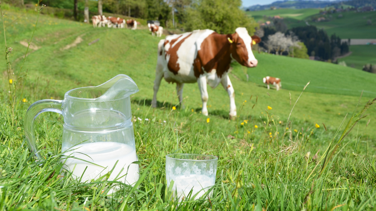 Raw Cow Milk