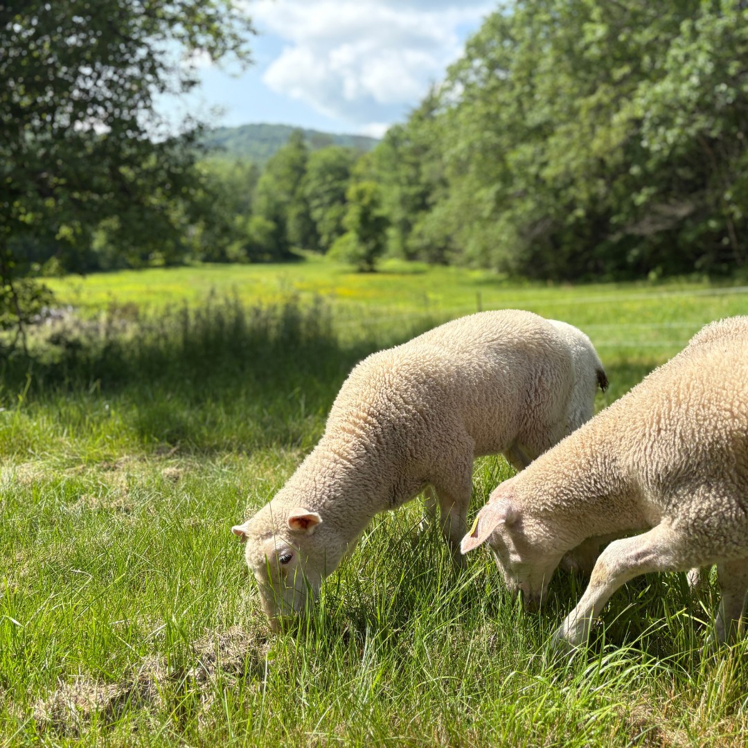 Forage Farm