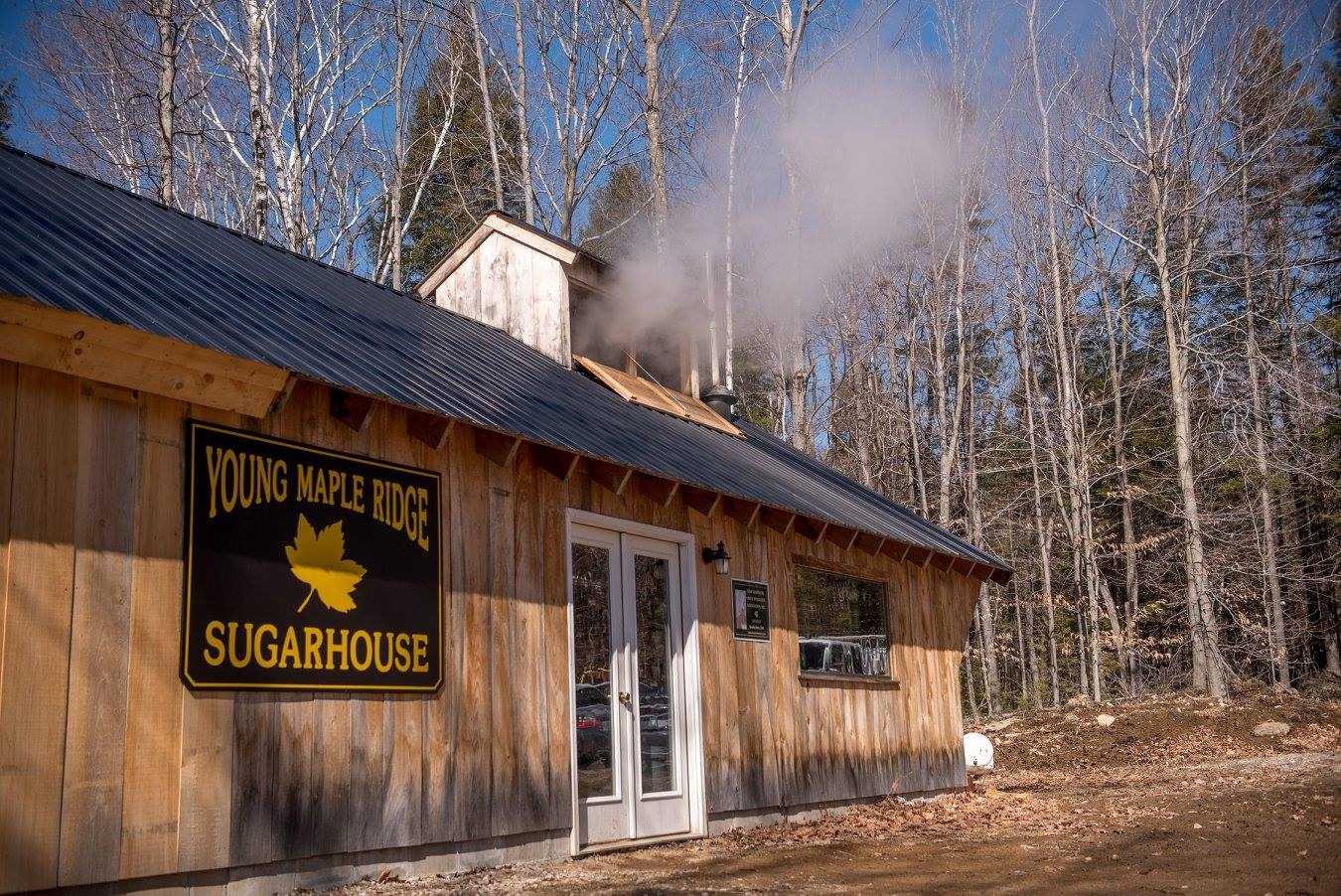 Young Maple Ridge Sugarhouse