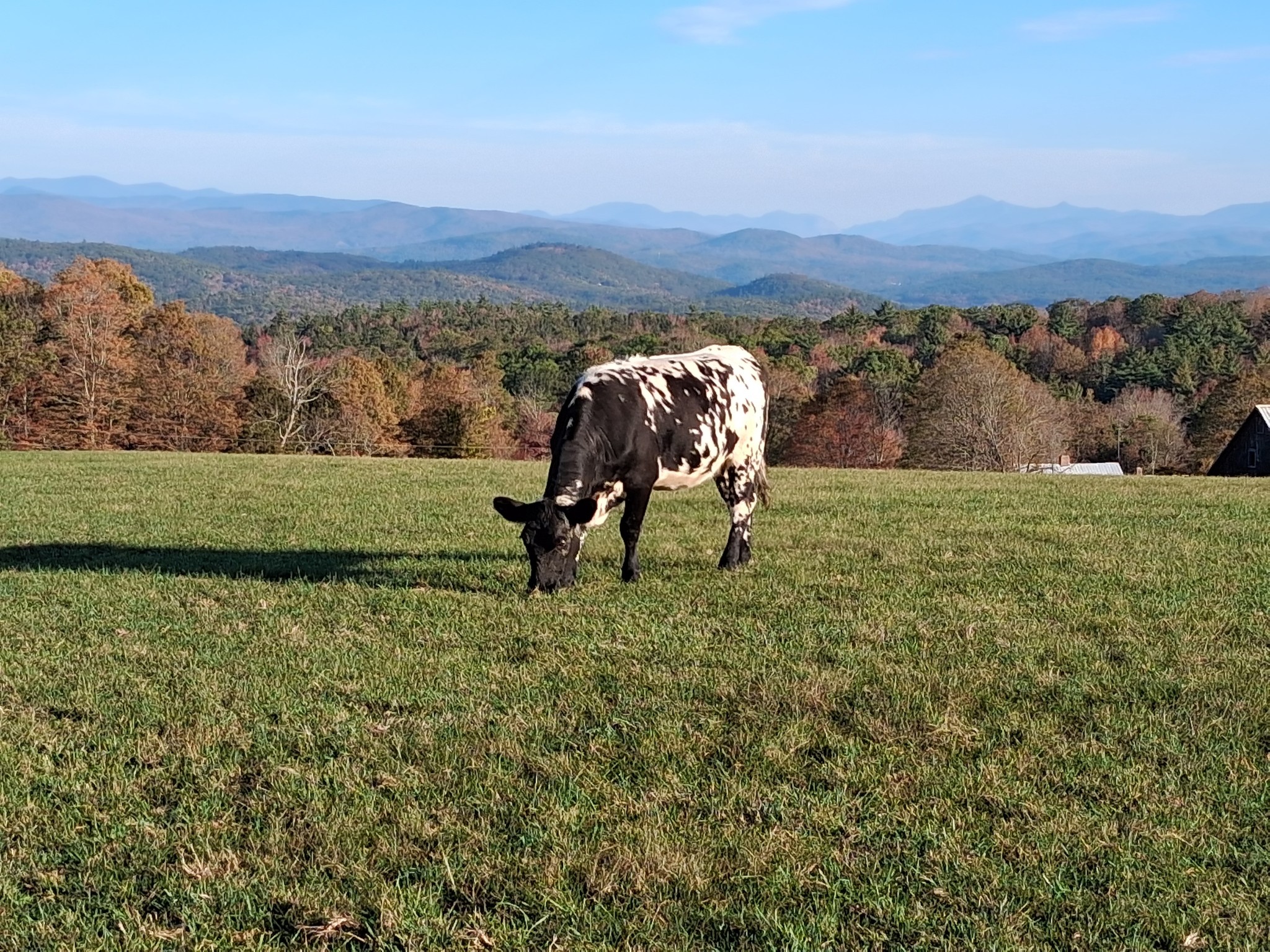Torsey Farms